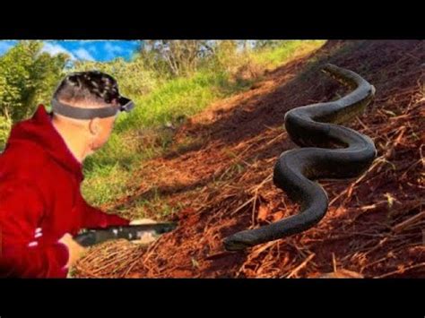 Anaconda Apareceu Na Minha Frente Na Fazenda Black Stone Youtube