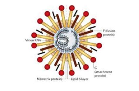 Nipah Virus Fundación Io