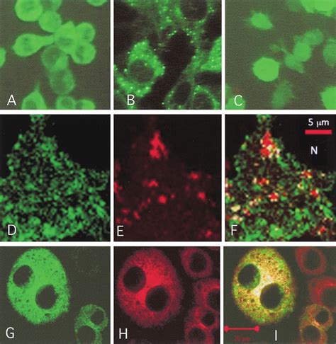 Subcellular Localization Of Gfp Lba Fusion Proteins Revealed By Uv