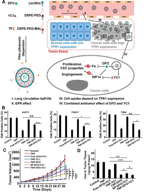 Fe² chelating mediated antitumor therapy A Schematic diagram of