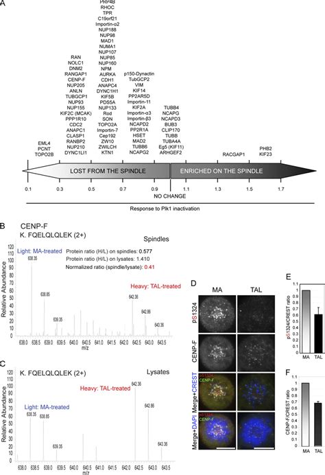 Plk Dependent Localization Of Spindle Components A Proteins Are