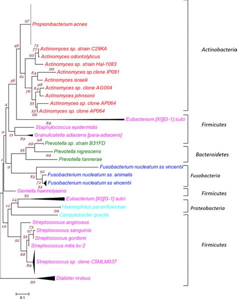 Phylogenetic Tree Showing All 26 Bacterial Taxa Belonging To 5 Phyla