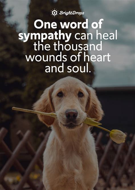 21 Quotes on the Importance of Being Sympathetic - Bright Drops