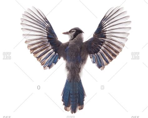 A deseased Blue Jay with its wings spread stock photo - OFFSET