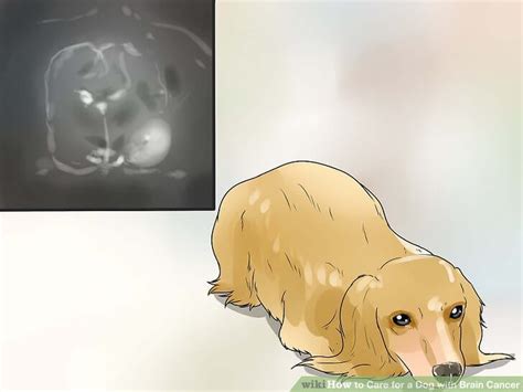 Size Of Dog Brain