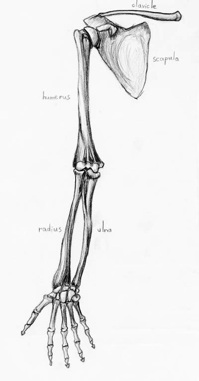 Bones of the upper limb by Zexia on DeviantArt