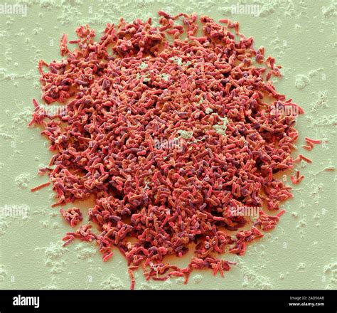 Bacterial Colony Scanning Electron Micrograph SEM Of A Bacterial