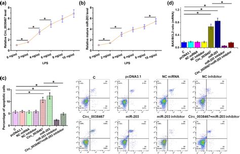 Circular RNA Circ 0038467 Promotes The Maturation Of MiRNA 203 To