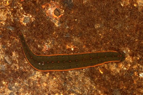 North American Medicinal Leech Macrobdella Decora T Photo Bo