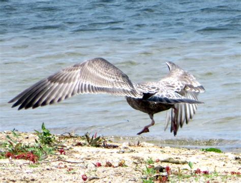 The Marmelade Gypsy: Postcards from the Lake: Lake Birds!