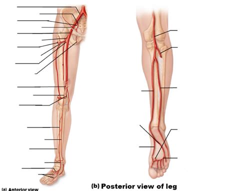 Exs Major Arteries Of The Lower Limbs Diagram Quizlet