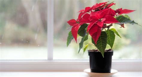 Astuces Infaillibles Pour Garder Son Poinsettia En Vie