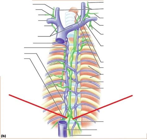 Lymphatic And Immune Systems Flashcards Quizlet