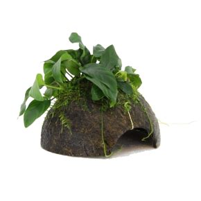 Plante Pour Aquarium Aqua Store