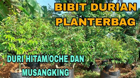 Stock Bibit Durian Plenterbag Ukuran 2 M Jenis Durian Duri Hitam Oche