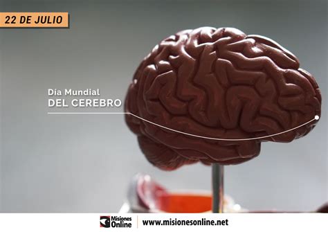 ¿por Qué Se Celebra Hoy El Día Mundial Del Cerebro Misionesonline