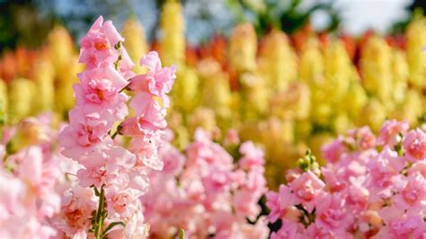 35 Beautiful Snapdragon Varieties for Your Garden