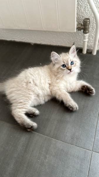 Dispo De Suite Magnifiques Chatons Sib Riens Annonce