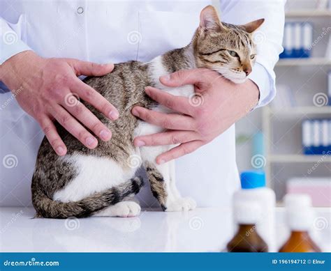 Cat Visiting Vet For Regular Check Up Stock Photo Image Of Examining