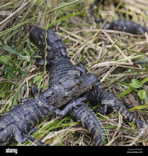 Baby Alligators Hi Res Stock Photography And Images Alamy