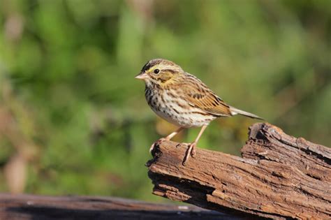 The Types Of Sparrows Found In North Carolina Nature Blog Network