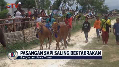 Adu Balap Karapan Sapi Se Kabupaten Bangkalan Diwarnai Insiden Tabrakan