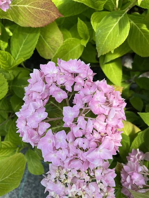 Хортензия макрофила розова - Разсадник Манчеви 2842