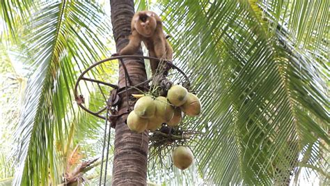 monkey climbing coconut tree Stock Footage Video (100% Royalty-free ...