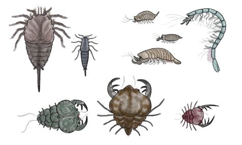 Estuarine invertebrate fauna by Myszow on DeviantArt