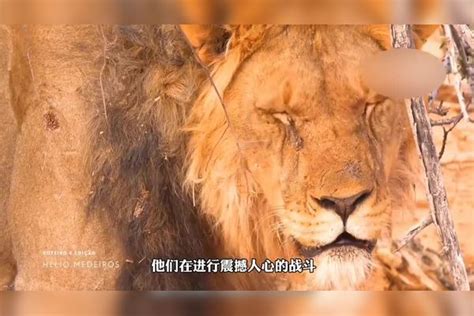 狮子狩猎非洲野水牛，却被非洲野水牛反杀水牛狮子反杀