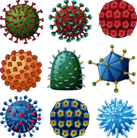 Diagram Showing Different Kinds Of Viruses Vector Image