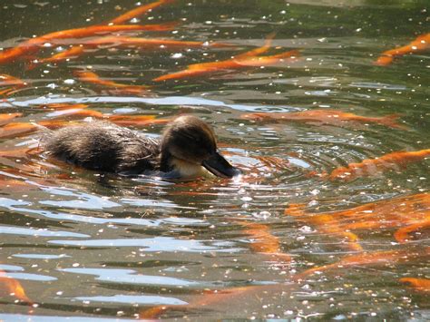 Duck Nature Water Free Photo On Pixabay Pixabay