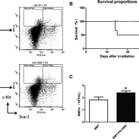 Fg‐4592 Enhances Hematopoiesis After Bone Marrow Transplantation We Download Scientific