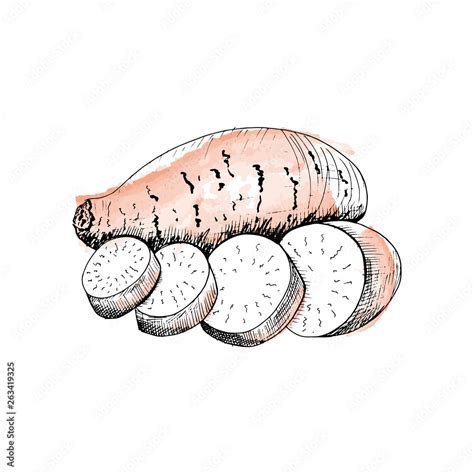 Yam sketch. Hand drawn vegetable sweet potato, sketch style illustration, isolated on white ...