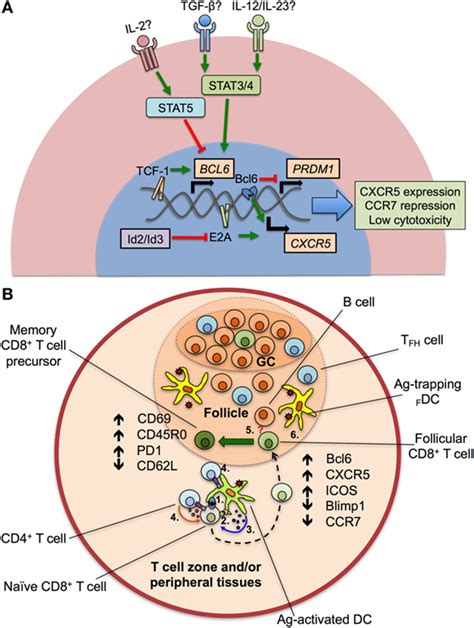 Frontiers Follicular Cd8 T Cells Origin Function And Importance During Hiv Infection