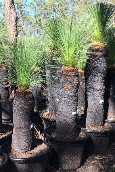 Single Trunk Grass Trees Xanthorrhoea Johnsonii