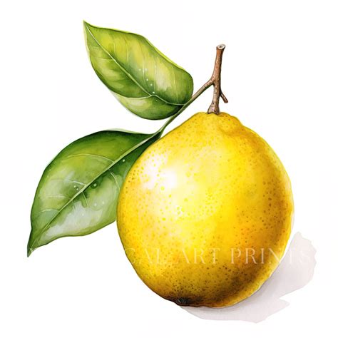 Lemon Fruit Clipart Lemon Juice Watercolor Lemon Basket Etsy