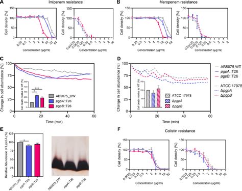 The Role Of Pgpa And Pgpb In The Biogenesis Of A Baumannii