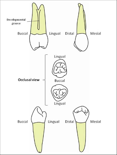 Maxillary And Mandibular Molars