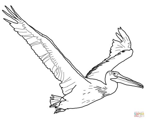 American White Pelican Coloring Page Free Printable Coloring Pages