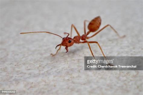 185 Of Ant Bites Stock Photos, High-Res Pictures, and Images - Getty Images