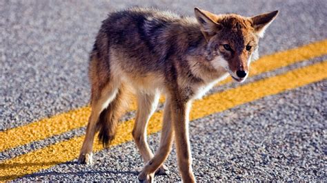 Coyote stalls air traffic at Florida airport | wtsp.com