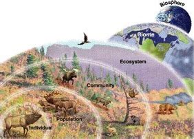 Apes Unit Slides Notes Flashcards Quizlet