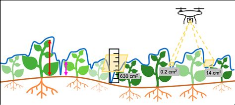 Figure From Using High Resolution Uav Imaging To Measure Canopy