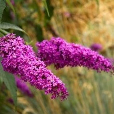 Royal Red Butterfly Bush