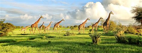 Tanzania Luxury Safari Uncharted Africa Tours