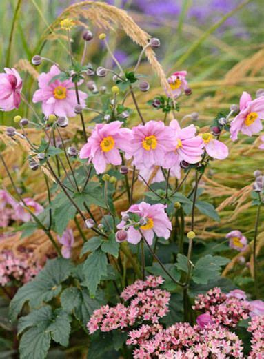 Stunning Companion Plants For Anemones Encouragingbadminton