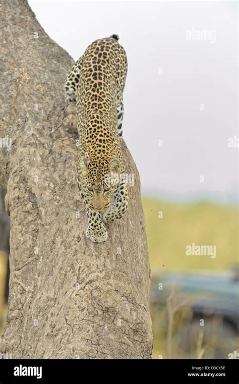 African Leopard Panthera Pardus Pardus Walking Down A Tree In Masai