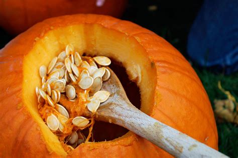 Saving Pumpkin Seeds Is Easy Planting Pumpkin Seeds From Pumpkins You