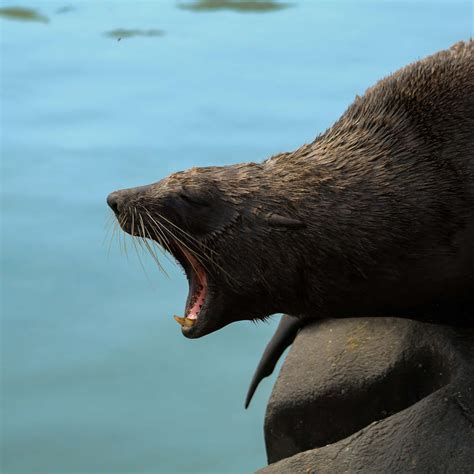 100 Northern Fur Seal Wallpapers